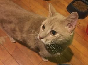 Simon